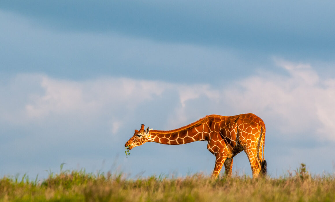 Grazing Reticulated Giraffe, Kenya