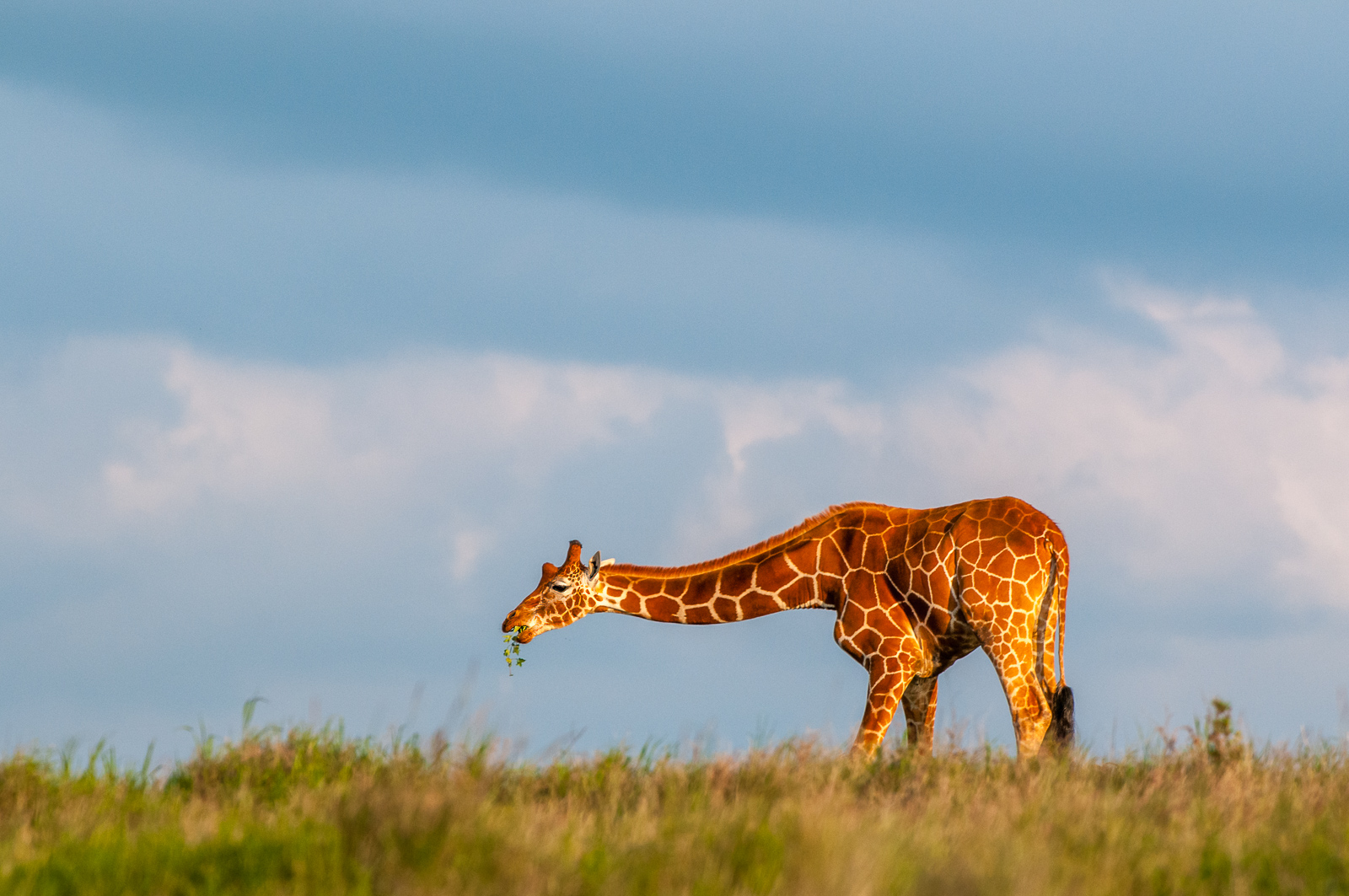 Grazing Reticulated Giraffe, Kenya