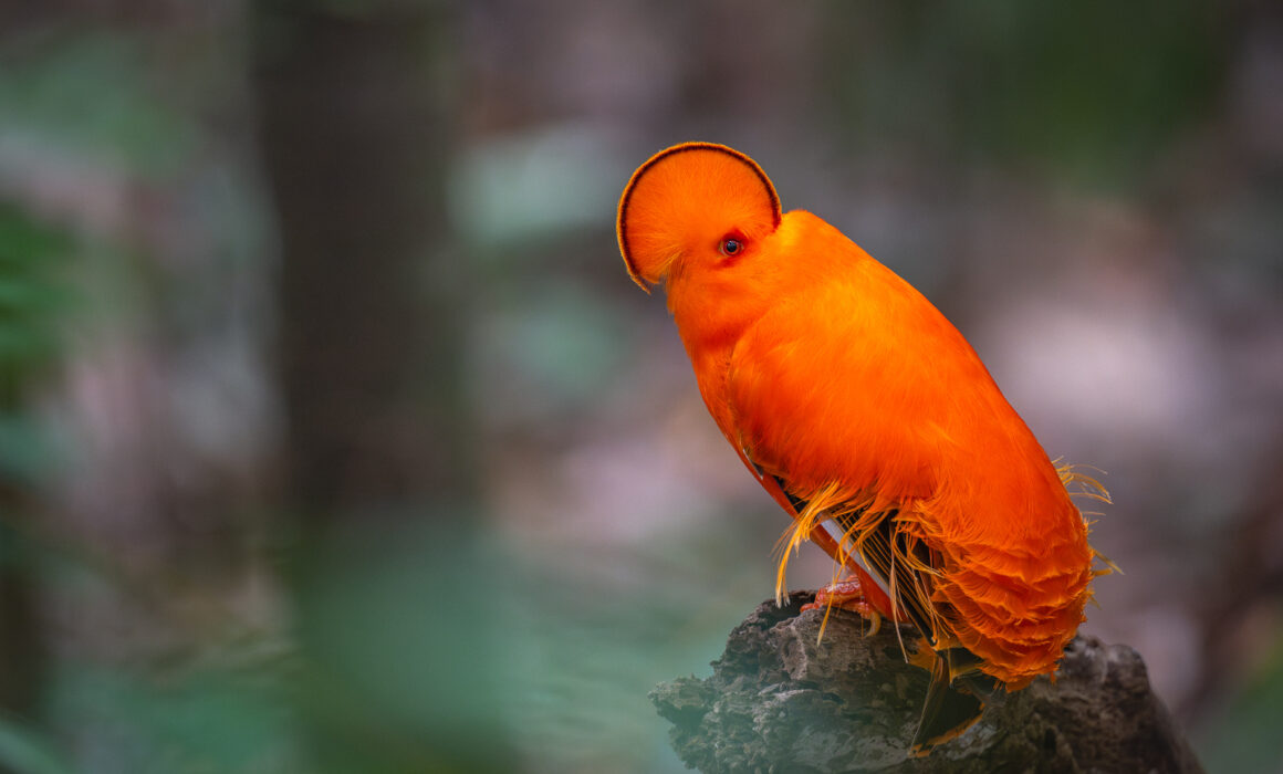 Guianan Cock=of-the-Rock, Guyana