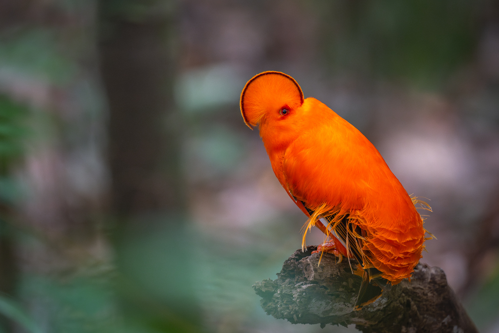 Guianan Cock=of-the-Rock, Guyana