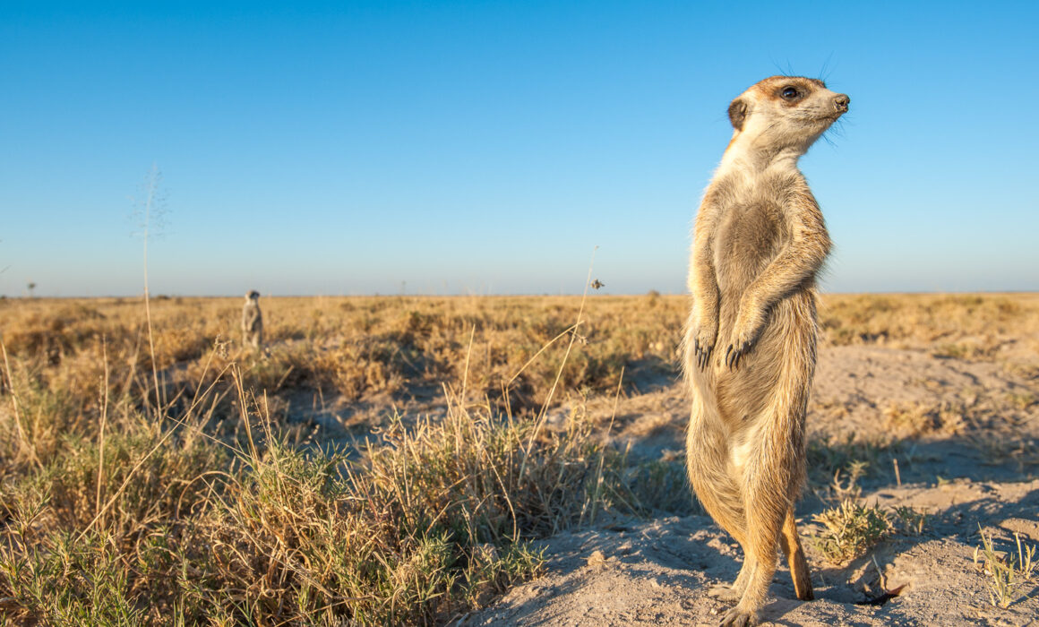 Meerkats, Botswana
