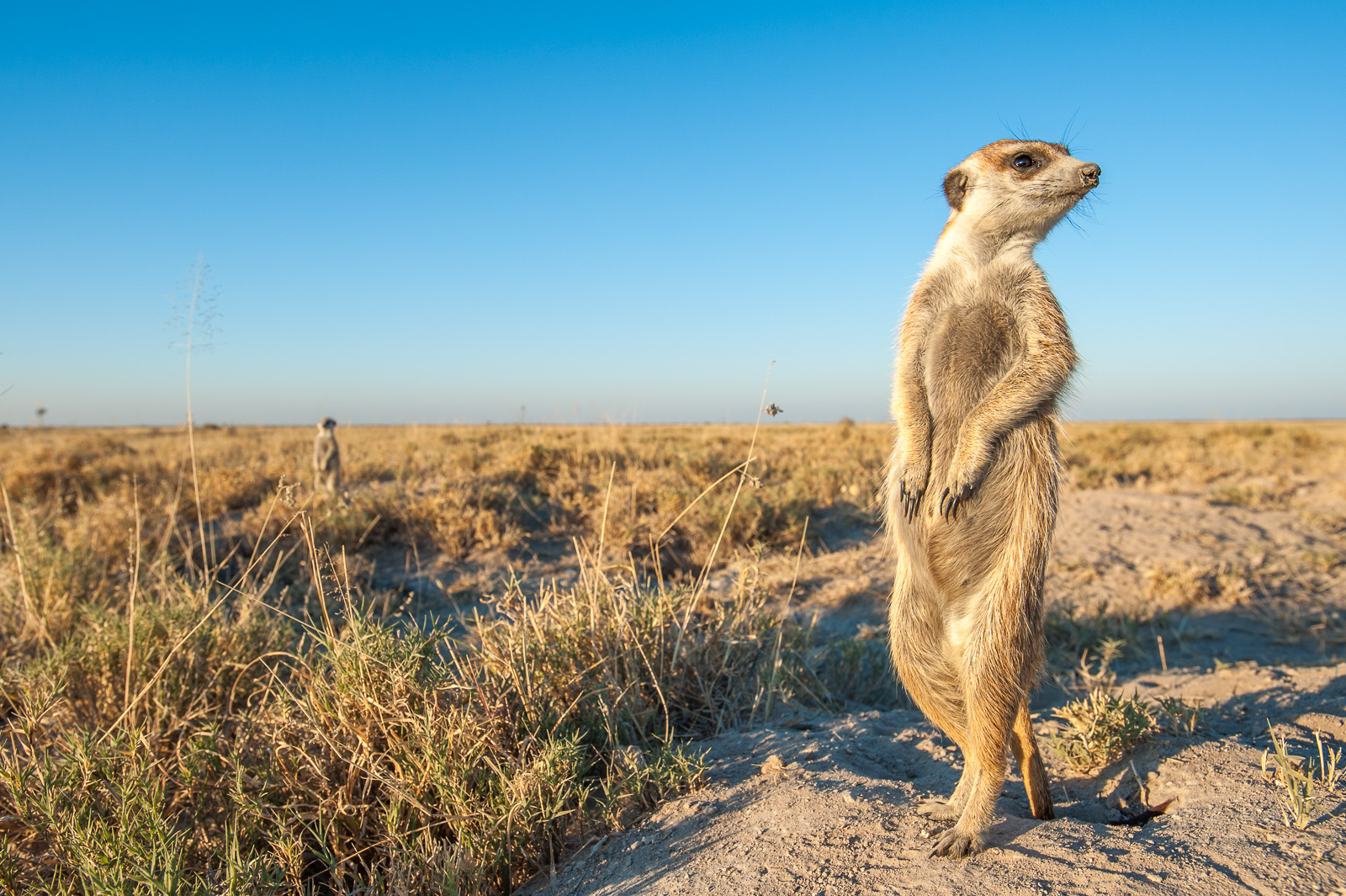 Meerkats, Botswana