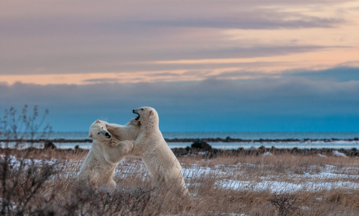 Polar Bears, Seal River, Manitoba, Canada