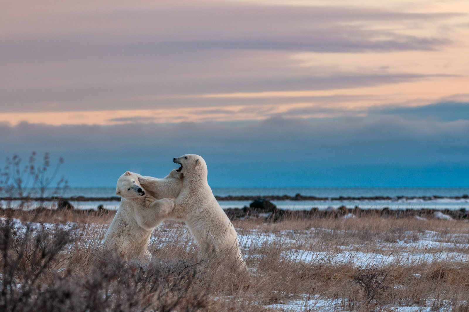 Polar Bears, Seal River, Manitoba, Canada