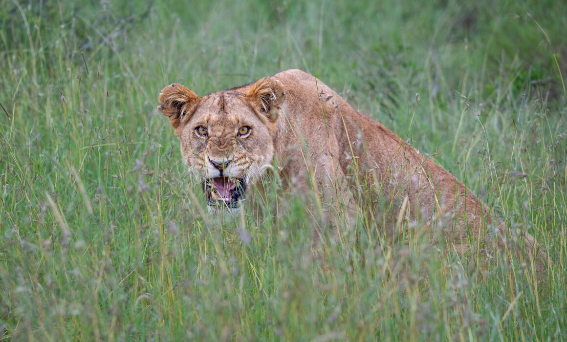 Lion, Ol Pajeta, Kenya