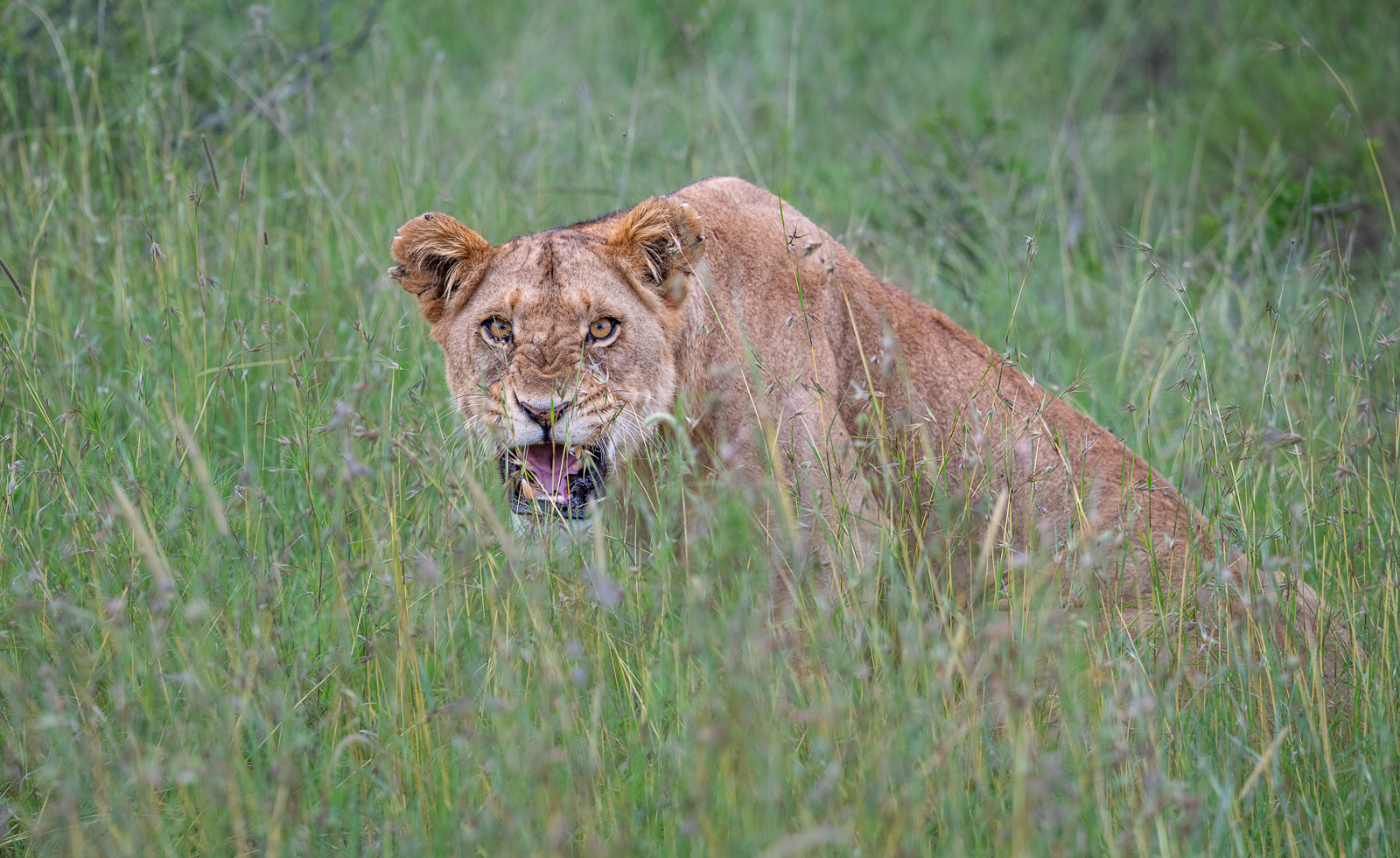 Lion, Ol Pajeta, Kenya