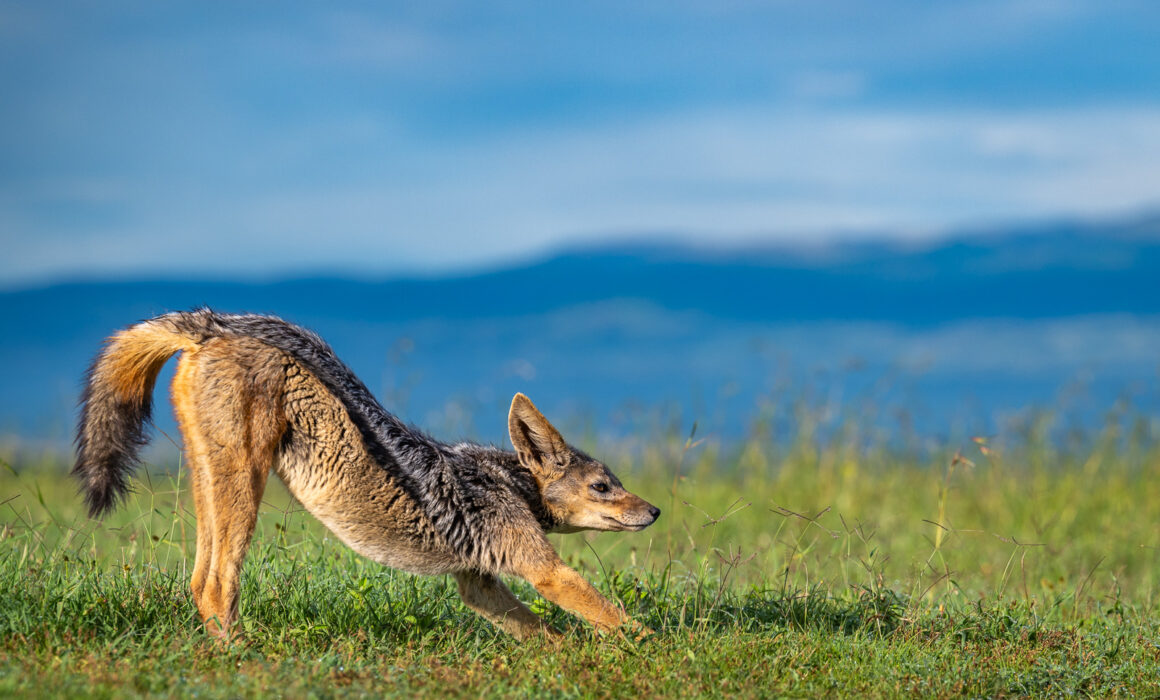 Black-Backed Jackal, Kenya