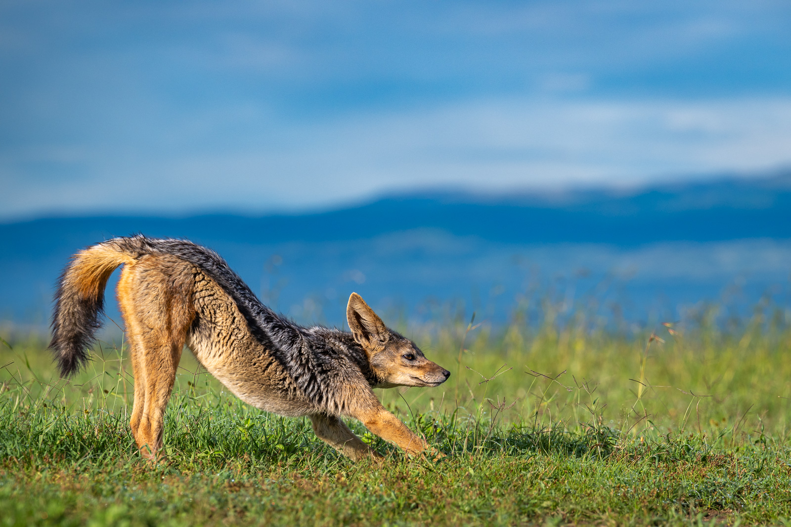 Black-Backed Jackal, Kenya