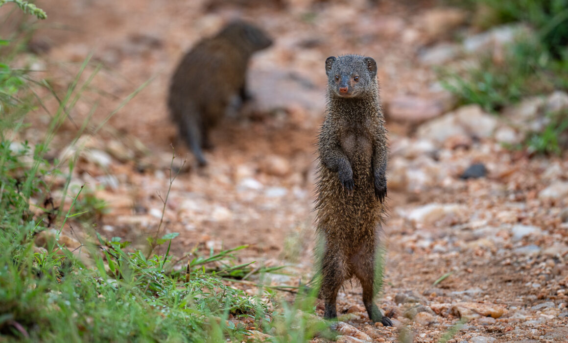 Dwarf Mongoose, Kenya