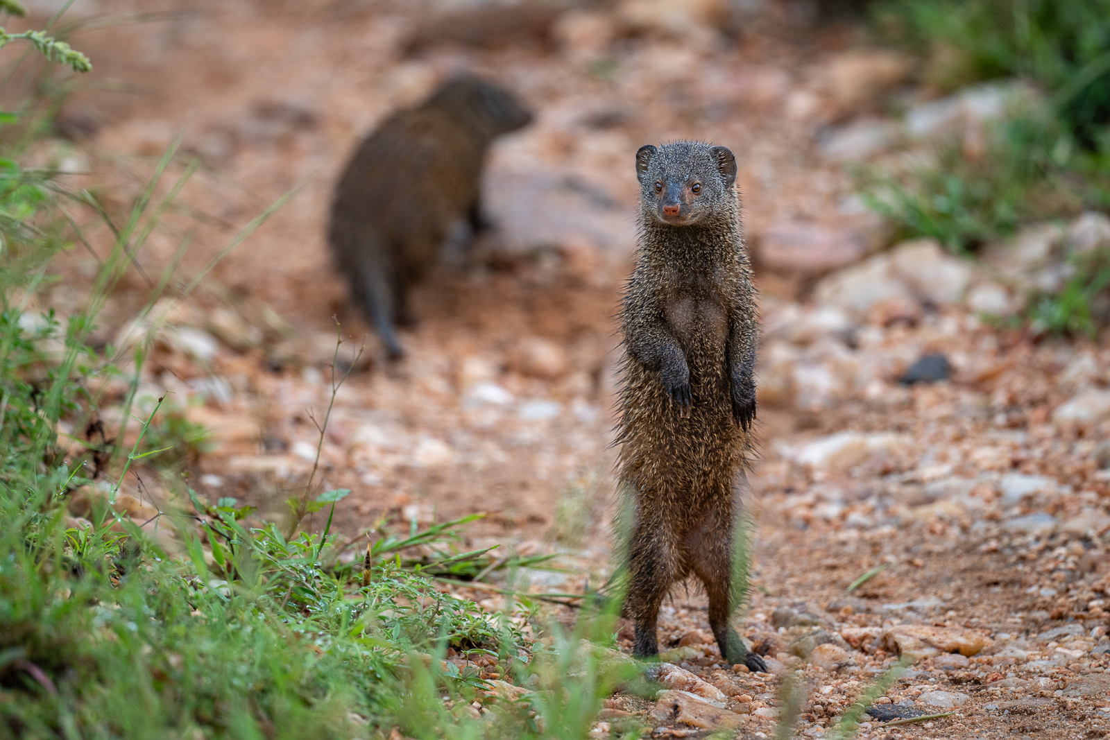 Dwarf Mongoose, Kenya