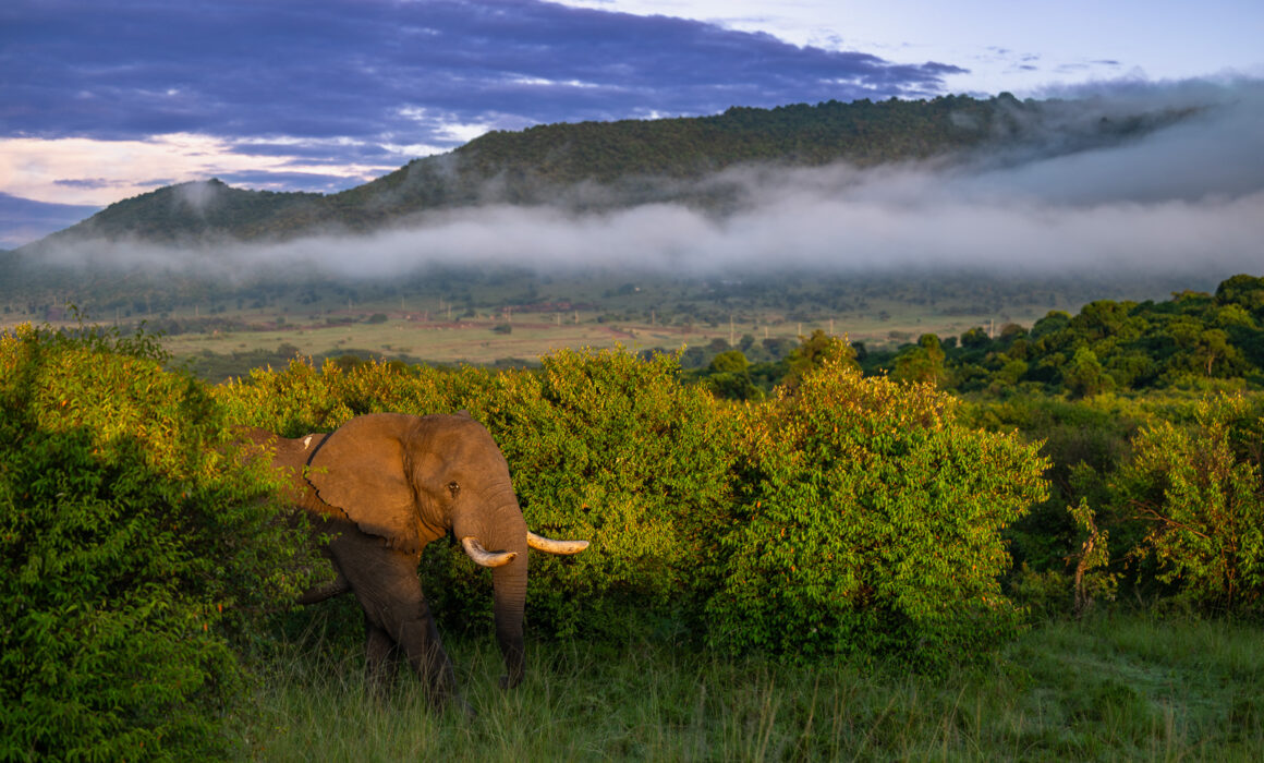 Elephant Beneath Fog, Masai Mara, Kenya