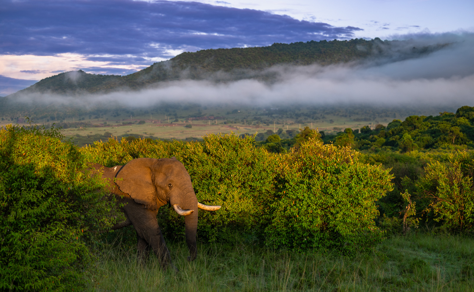Elephant Beneath Fog, Masai Mara, Kenya