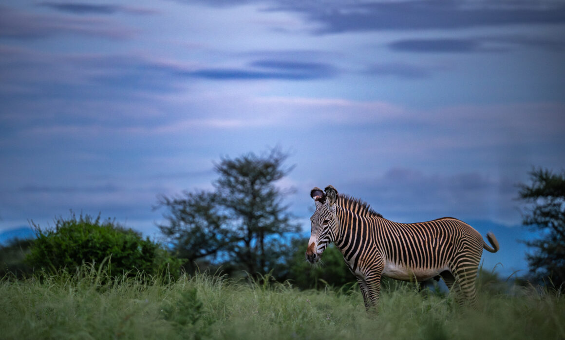Grevy's Zebra, Kenya