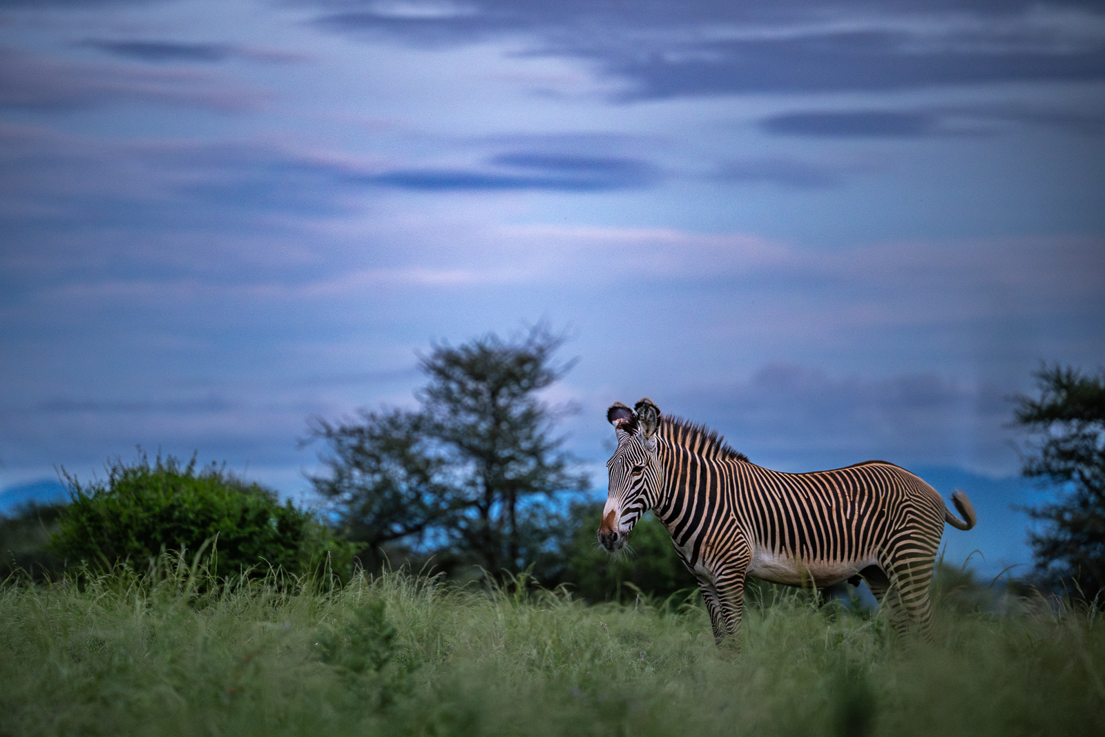 Grevy's Zebra, Kenya