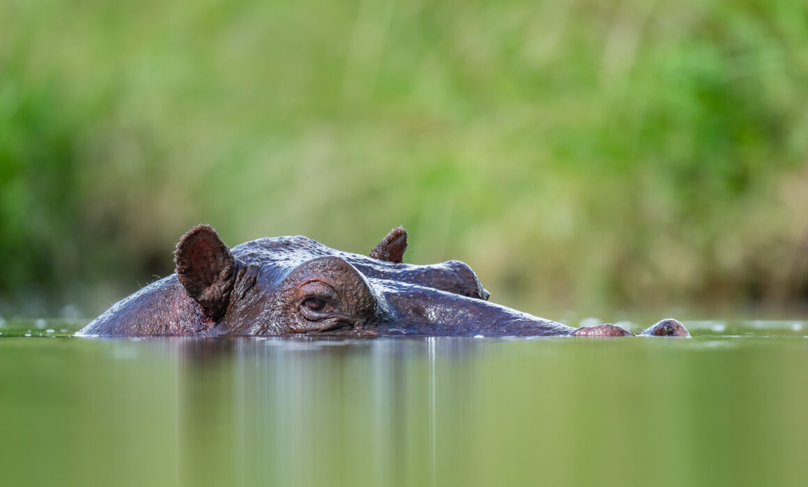 Hippopotamus, Kenya