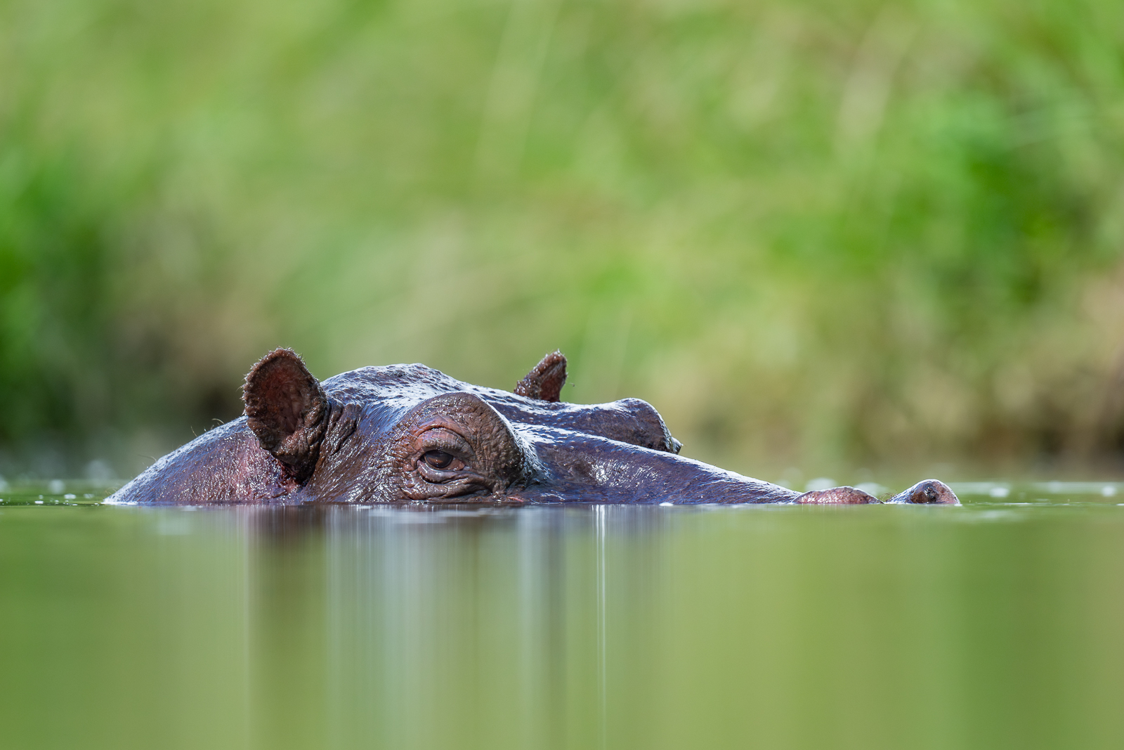 Hippopotamus, Kenya