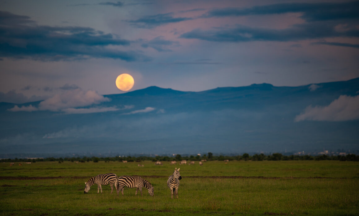 Plains Zebras and Full Moon, Kenya