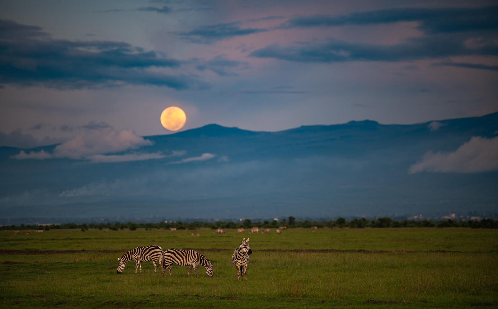 Plains Zebras and Full Moon, Kenya