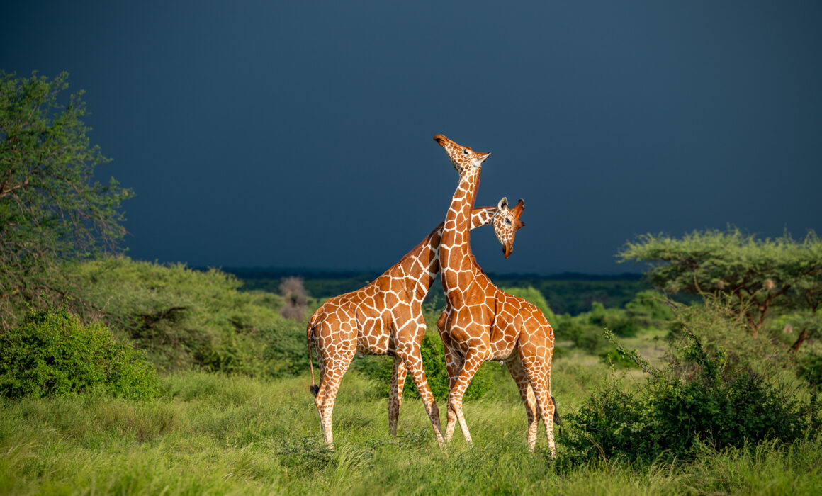 Reticulated Giraffes, Kenya