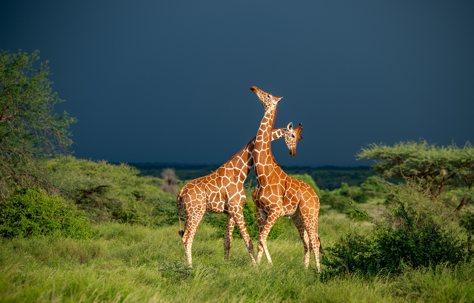 Reticulated Giraffes, Kenya