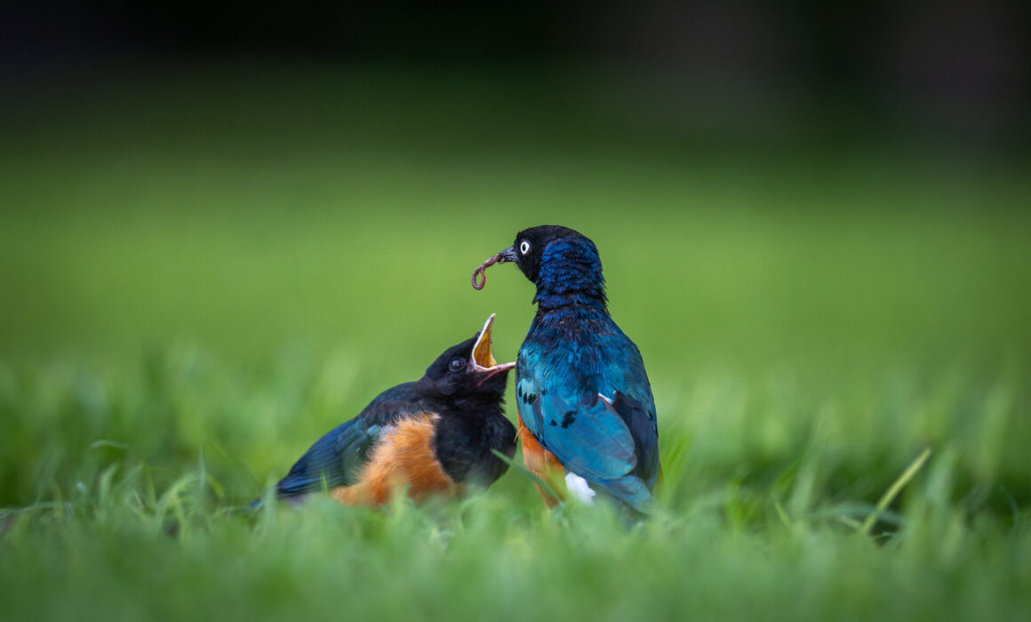 Superb Starlings, Kenya