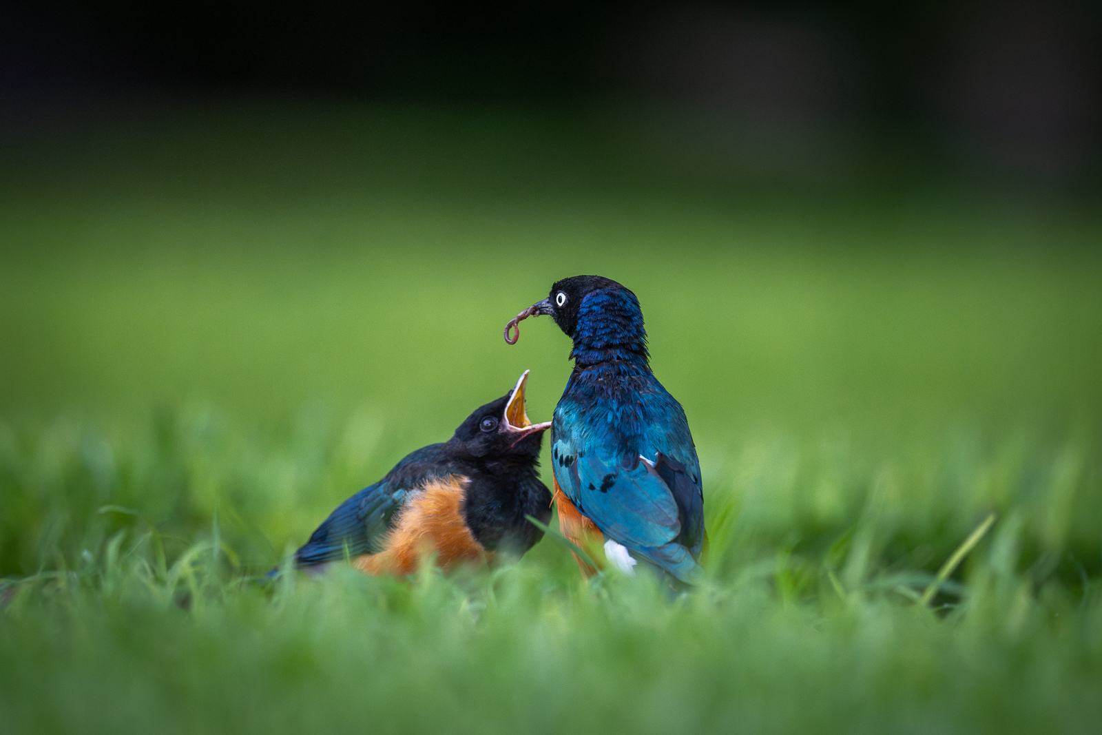 Superb Starlings, Kenya