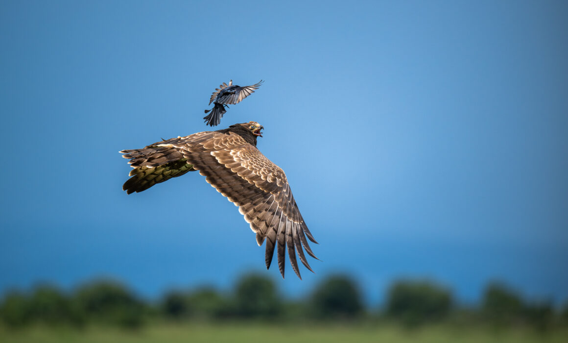 Tawny Eagle and Drongo, Kenya