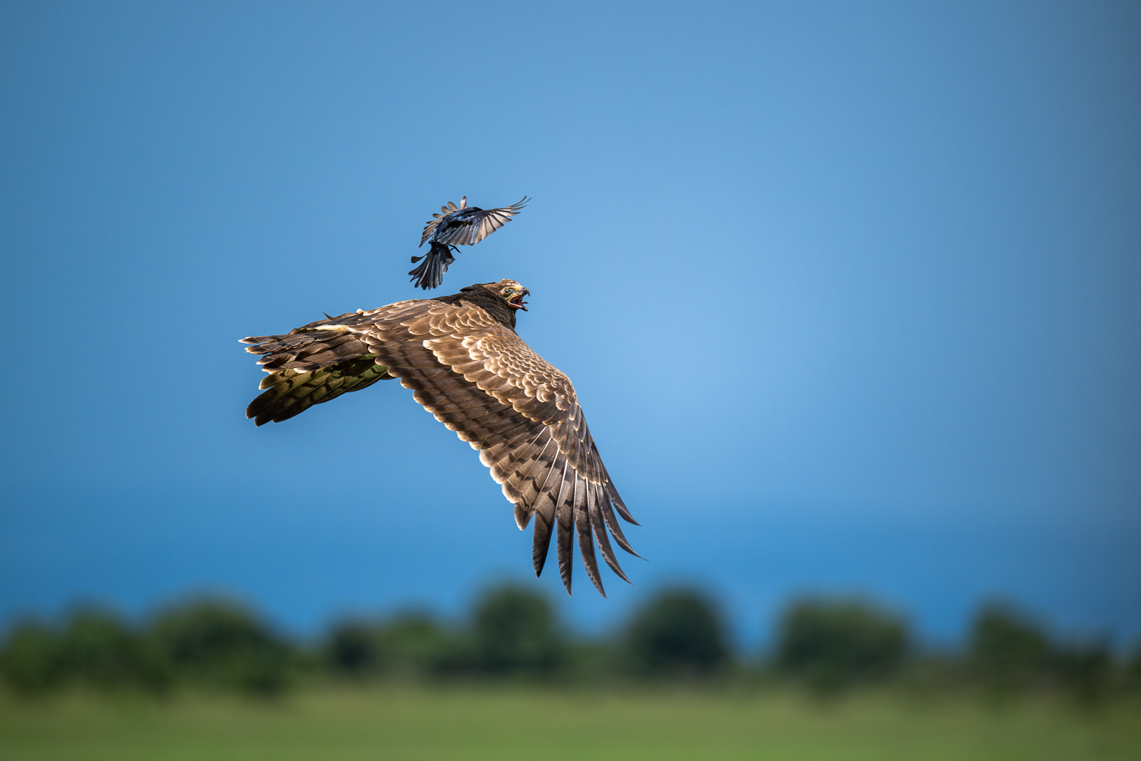 Tawny Eagle and Drongo, Kenya