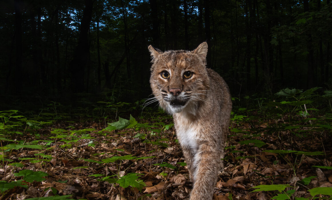 Bobcat, Farmington, Connecticut