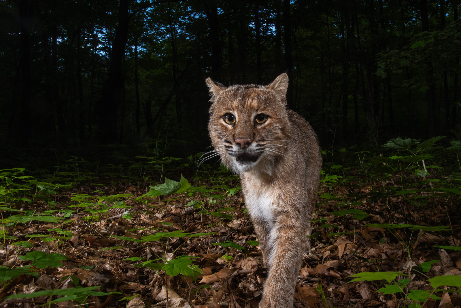 Bobcat, Farmington, Connecticut