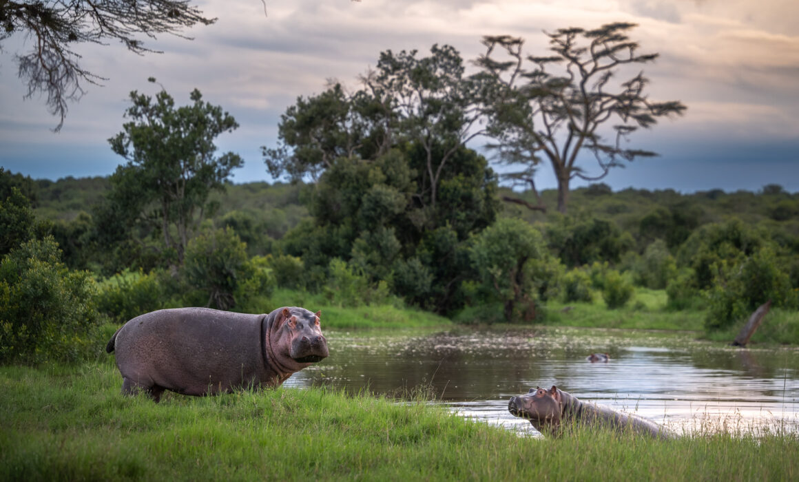 Hippopotamus, Kenya