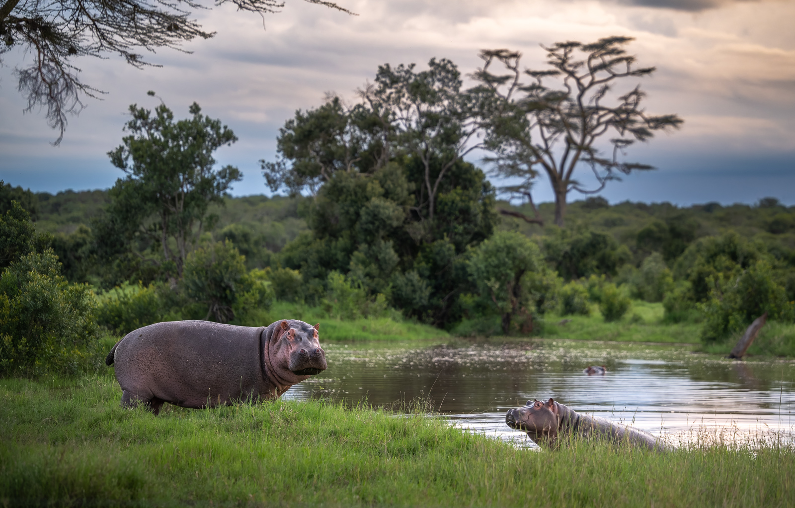 Hippopotamus, Kenya