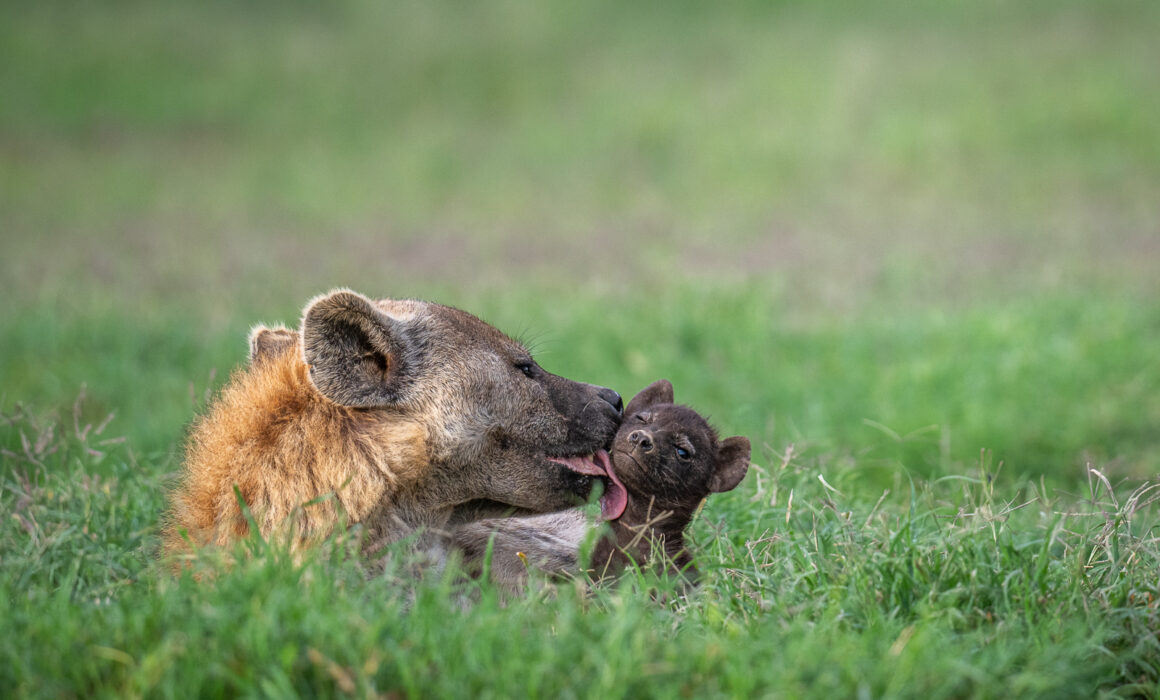 Spotted Hyena Pup, Kenya
