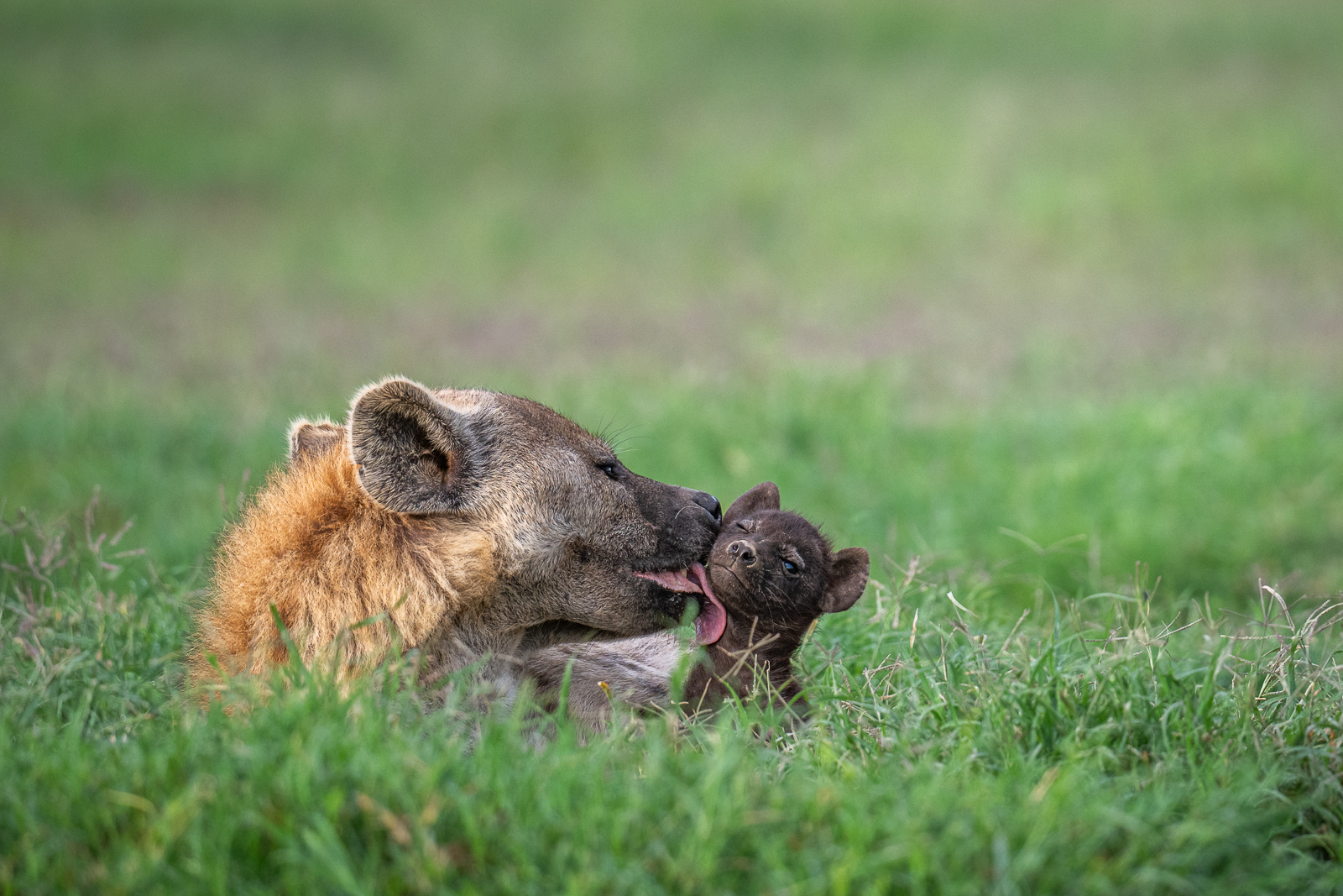 Spotted Hyena Pup, Kenya