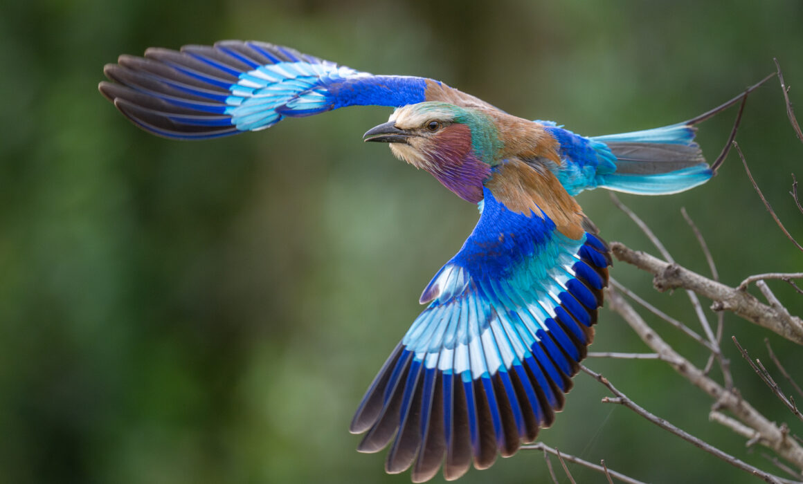 Lilac-Breasted Roller, Laikipia, Kenya