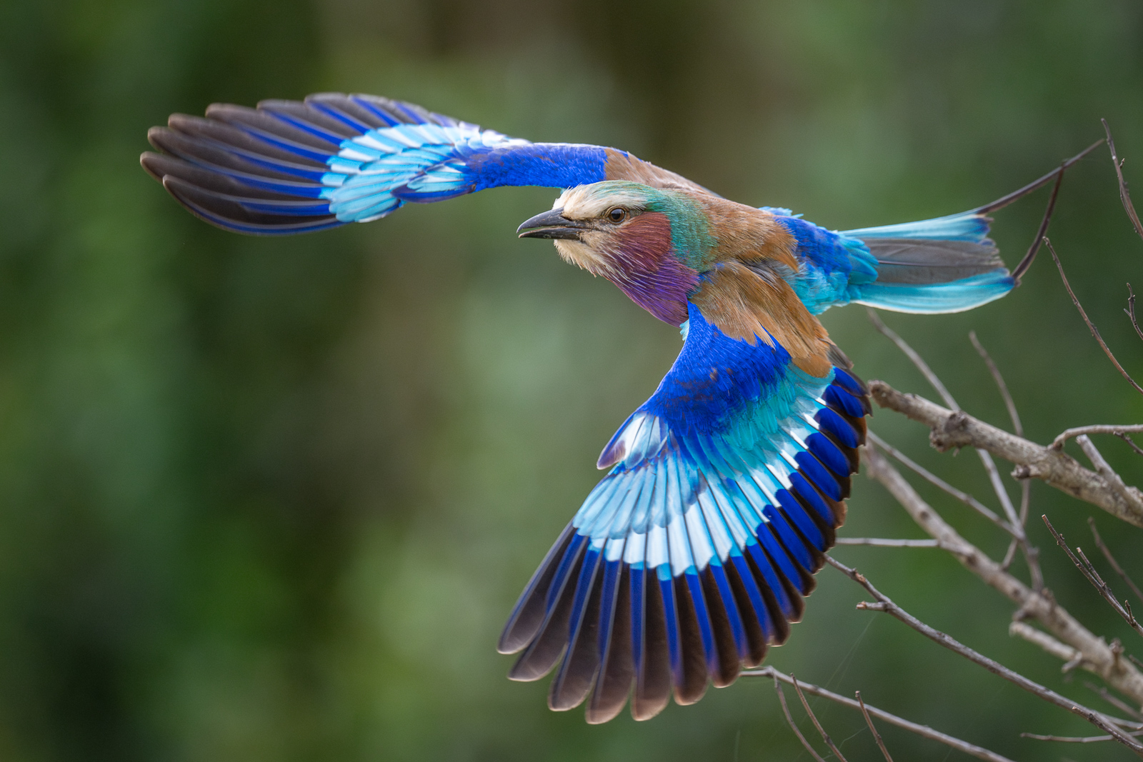 Lilac-Breasted Roller, Laikipia, Kenya