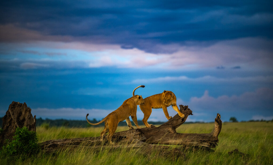 Lions at Dusk, Masai Mara, Kenya
