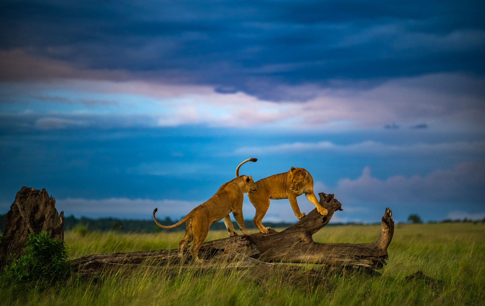 Lions at Dusk, Masai Mara, Kenya