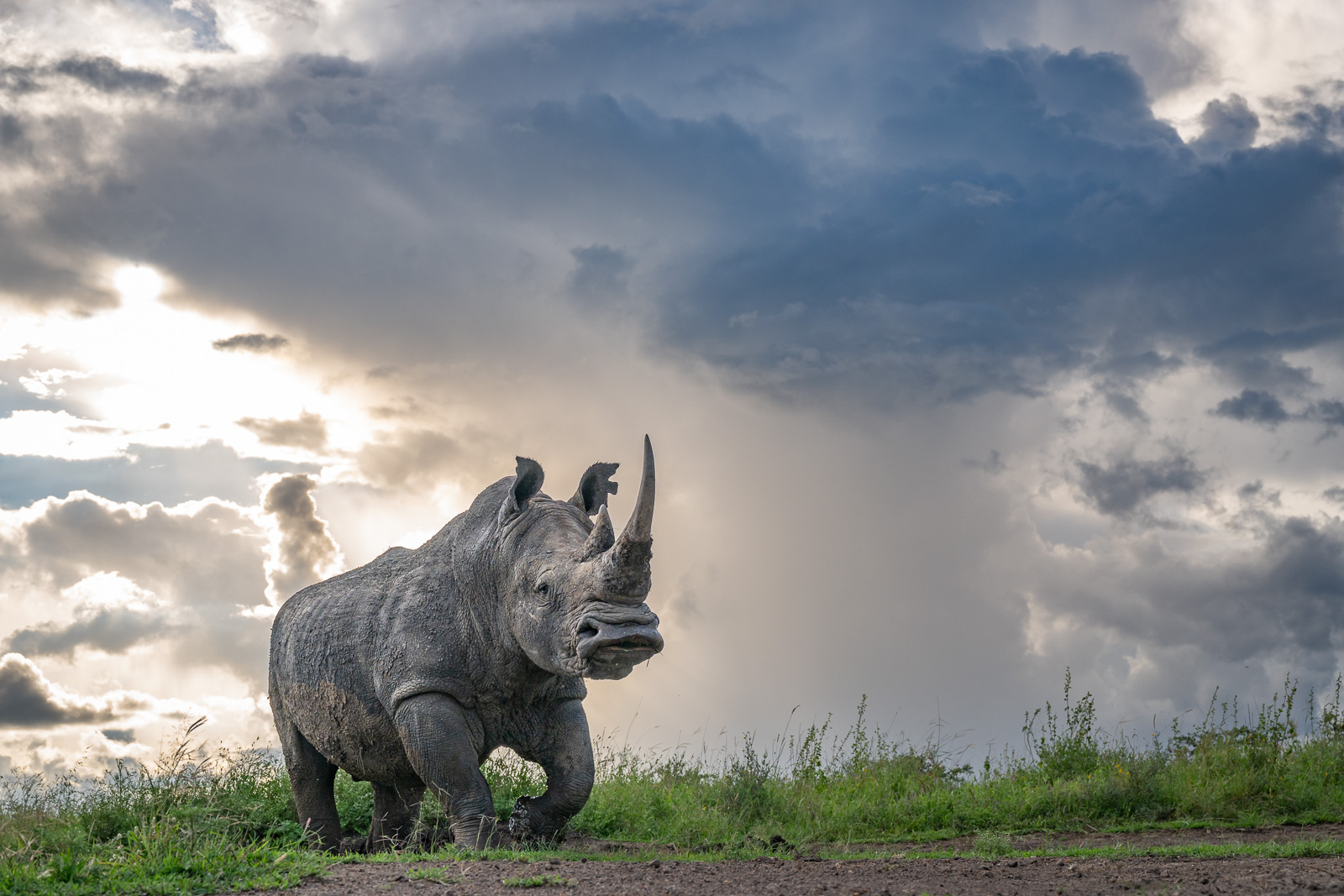Southern White Rhinoceros, Kenya