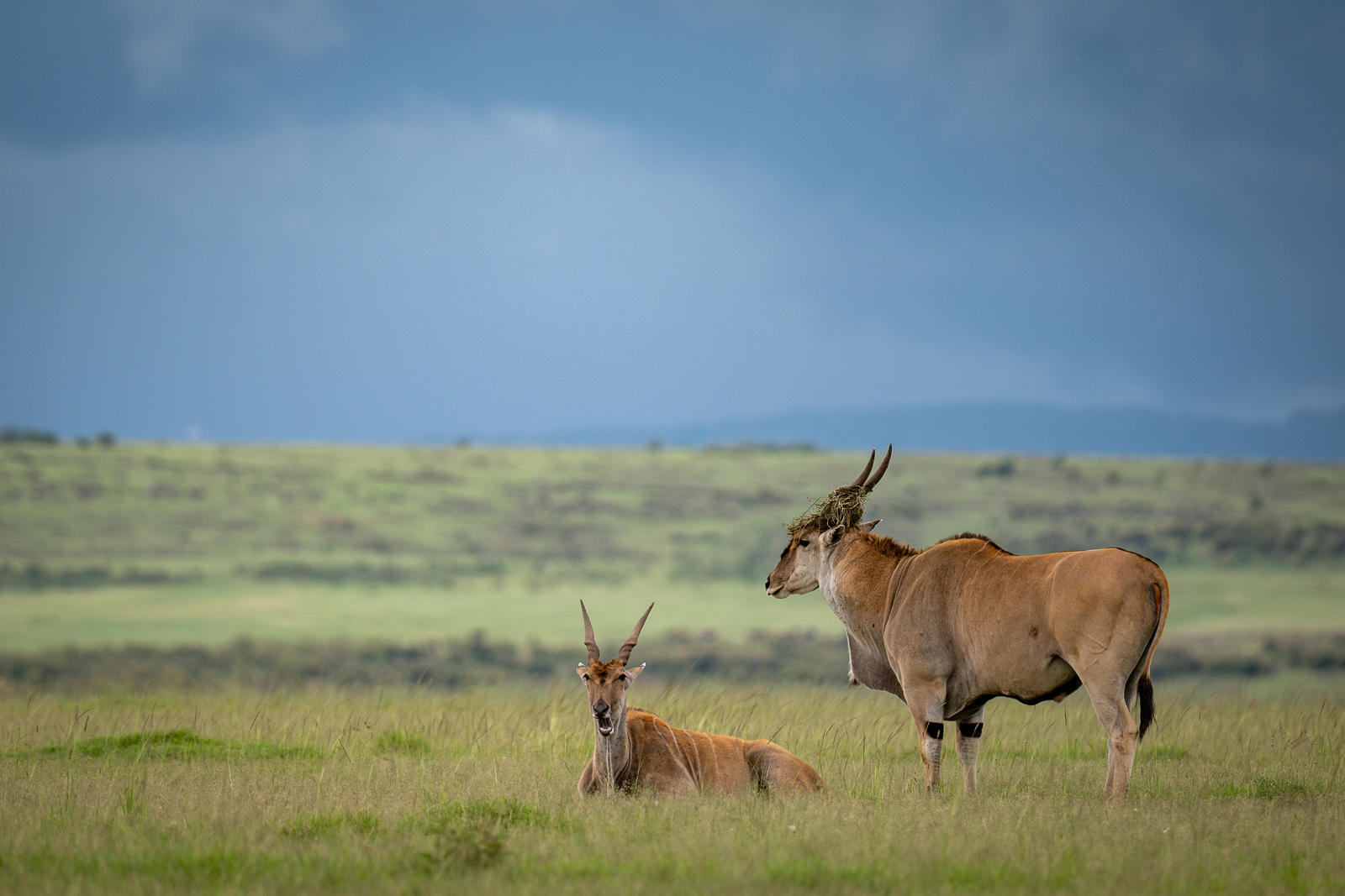 Eland, Kenya