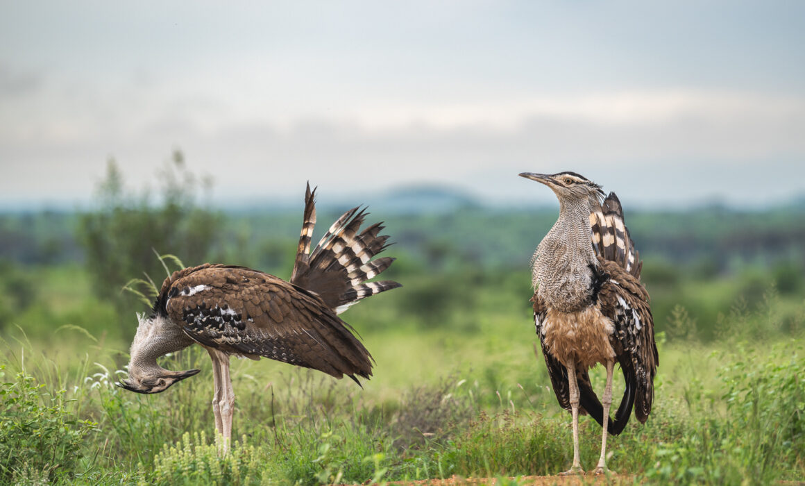 Kori Bustards, Kenya