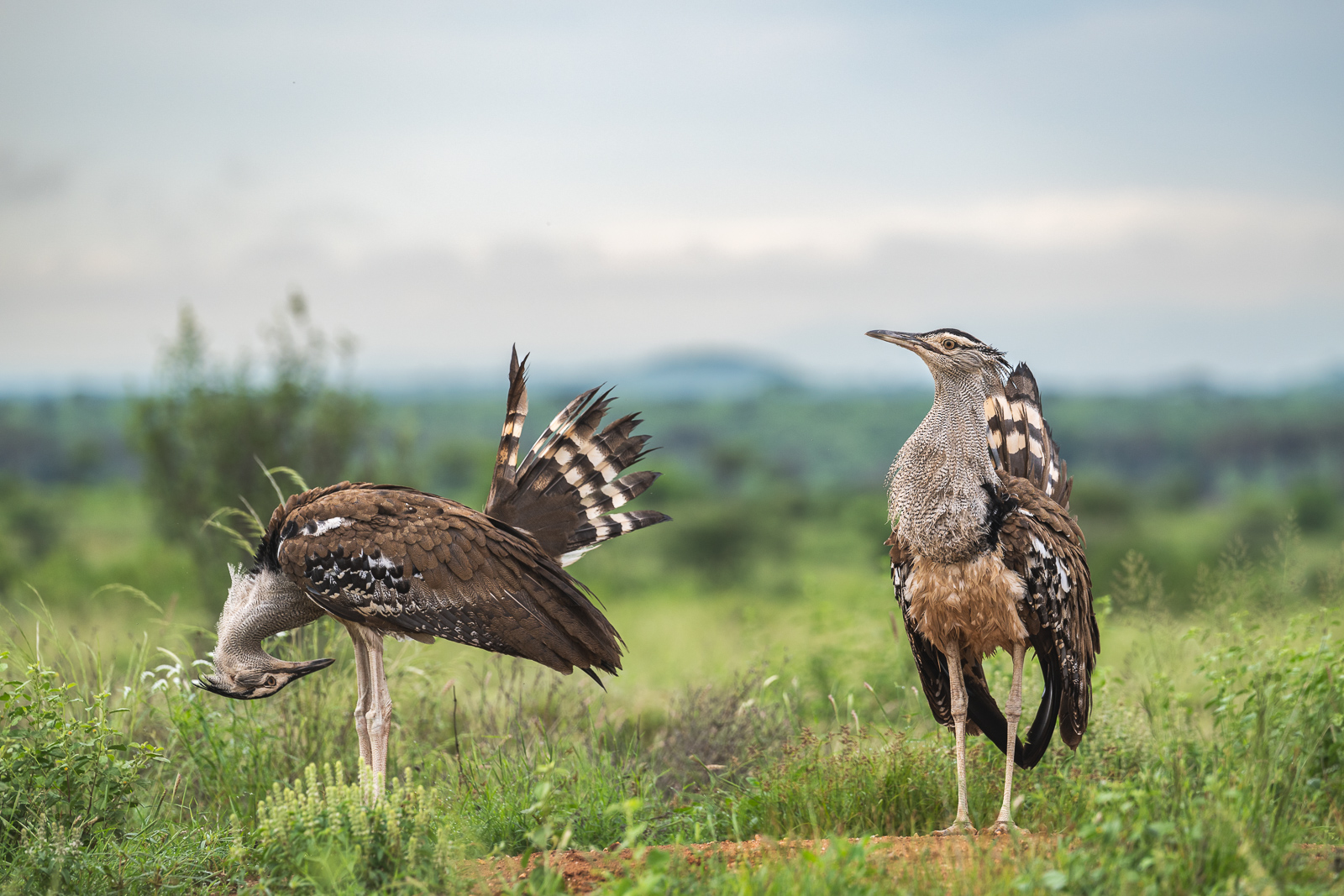 Kori Bustards, Kenya