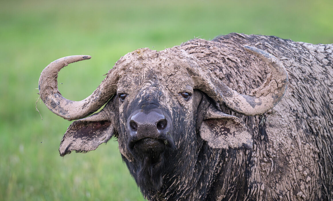 Cape buffalo, Kenya