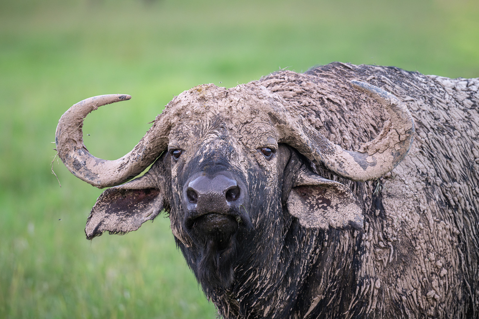 Cape buffalo, Kenya