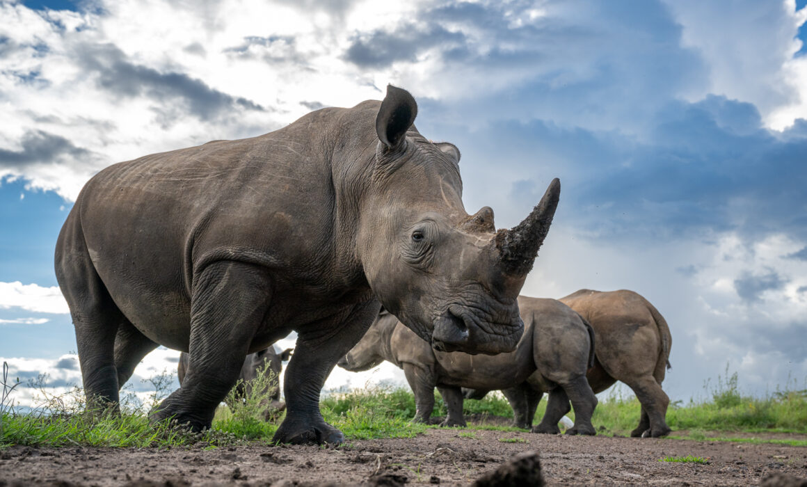 White Rhinoceros, Kenya