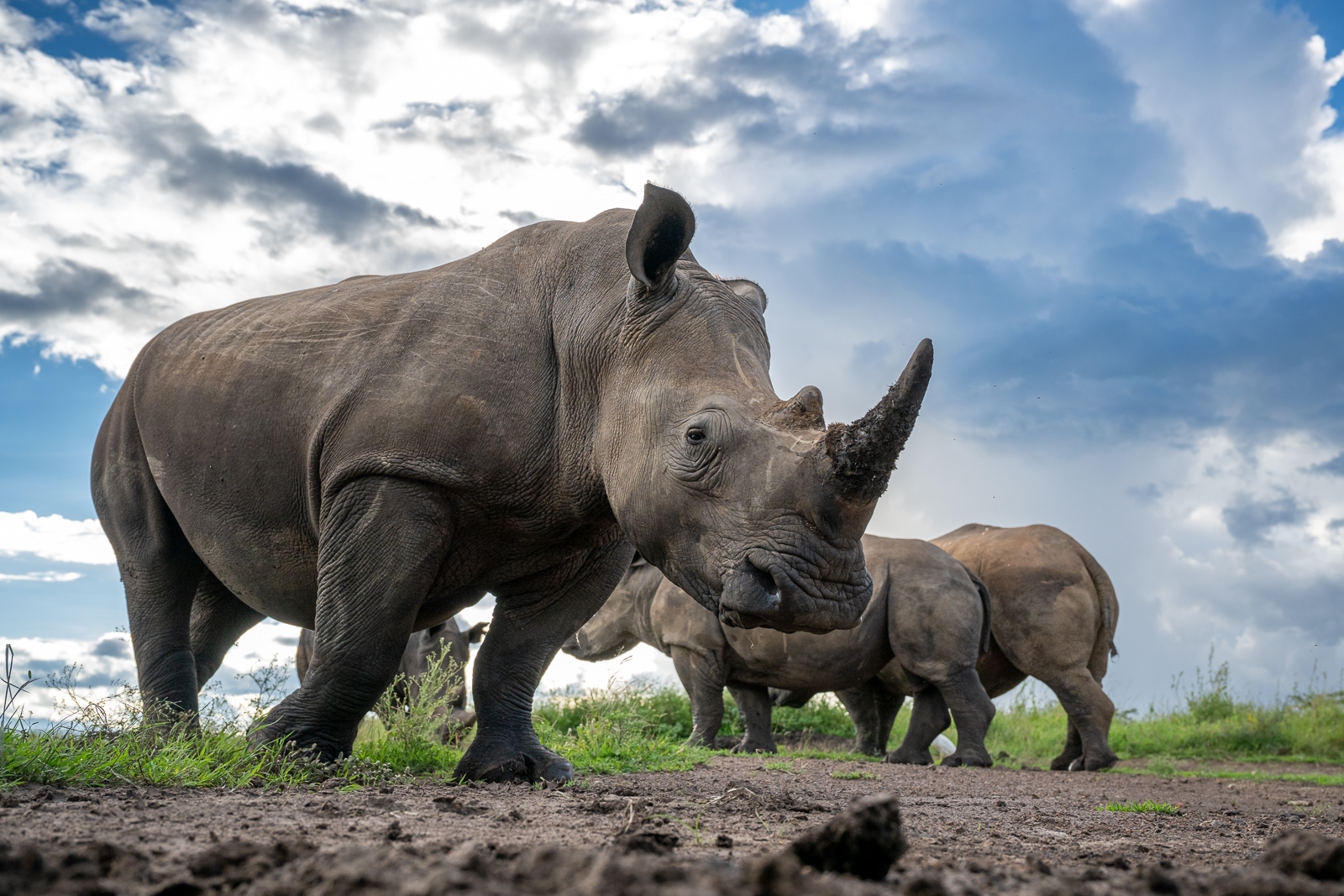 White Rhinoceros, Kenya