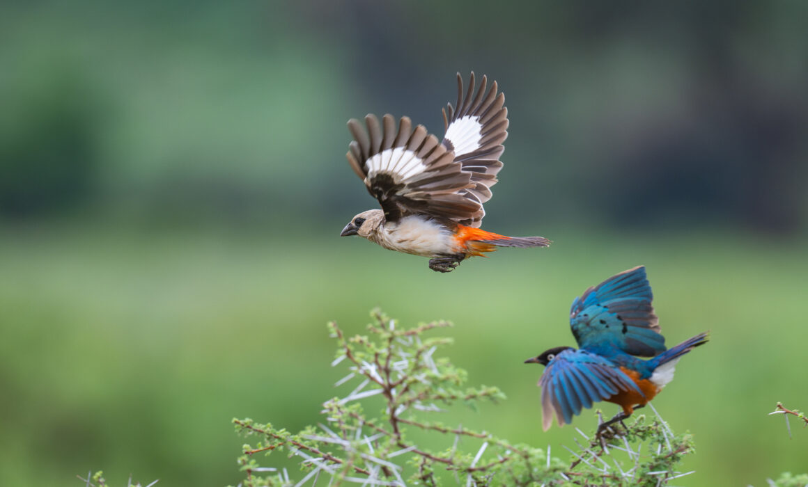 Buffalo Weaver and Superb Starling, Kenya