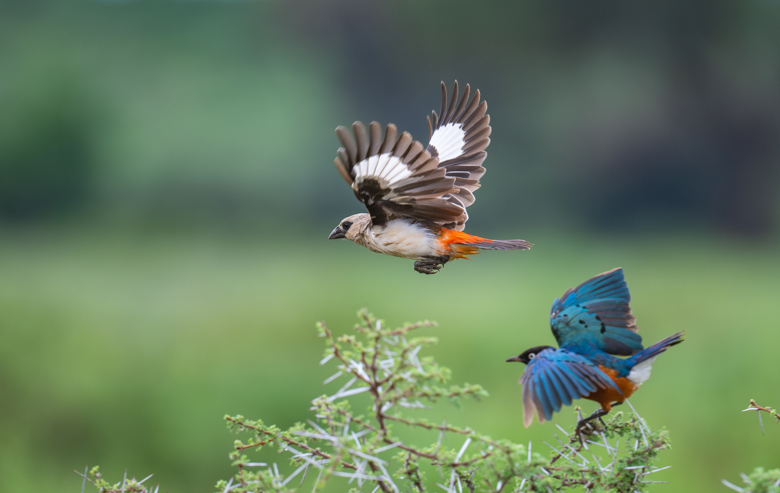 Buffalo Weaver and Superb Starling, Kenya
