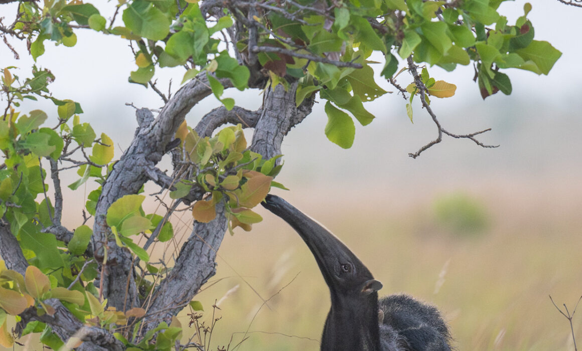 Giant Anteater, Guyana