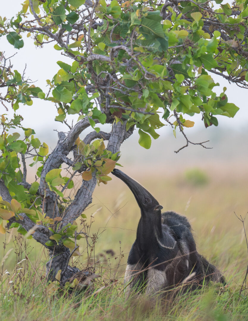 Giant Anteater, Guyana